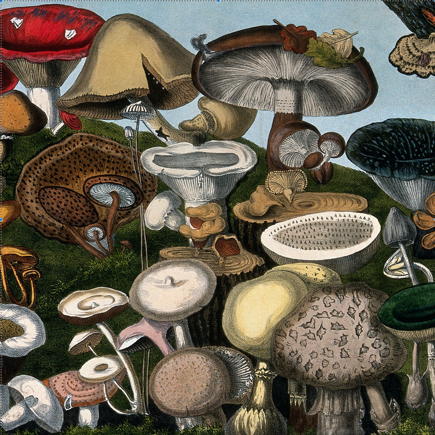 Antique illustration of wild toadstools and fungi 