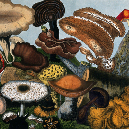 Antique artwork illustration of wild toadstools and fungi