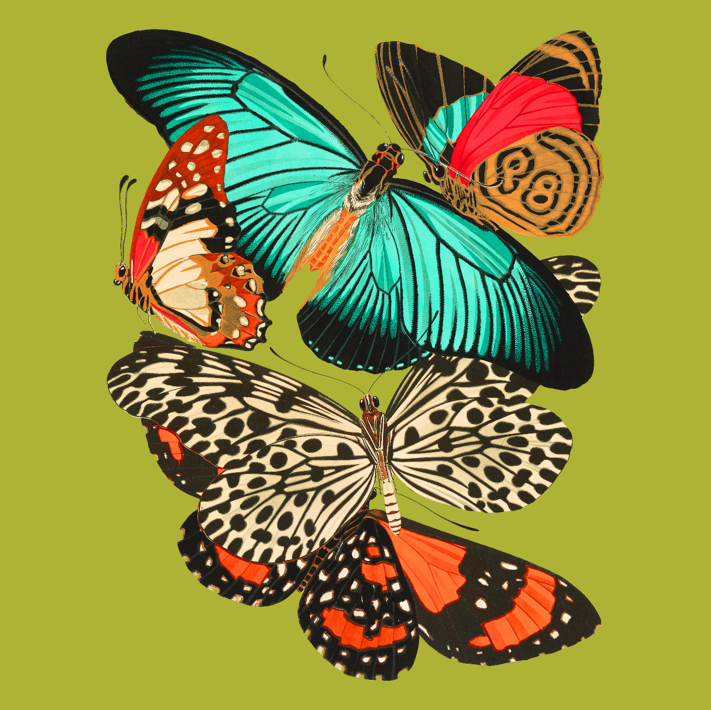 butterfly cushion cover artwork.