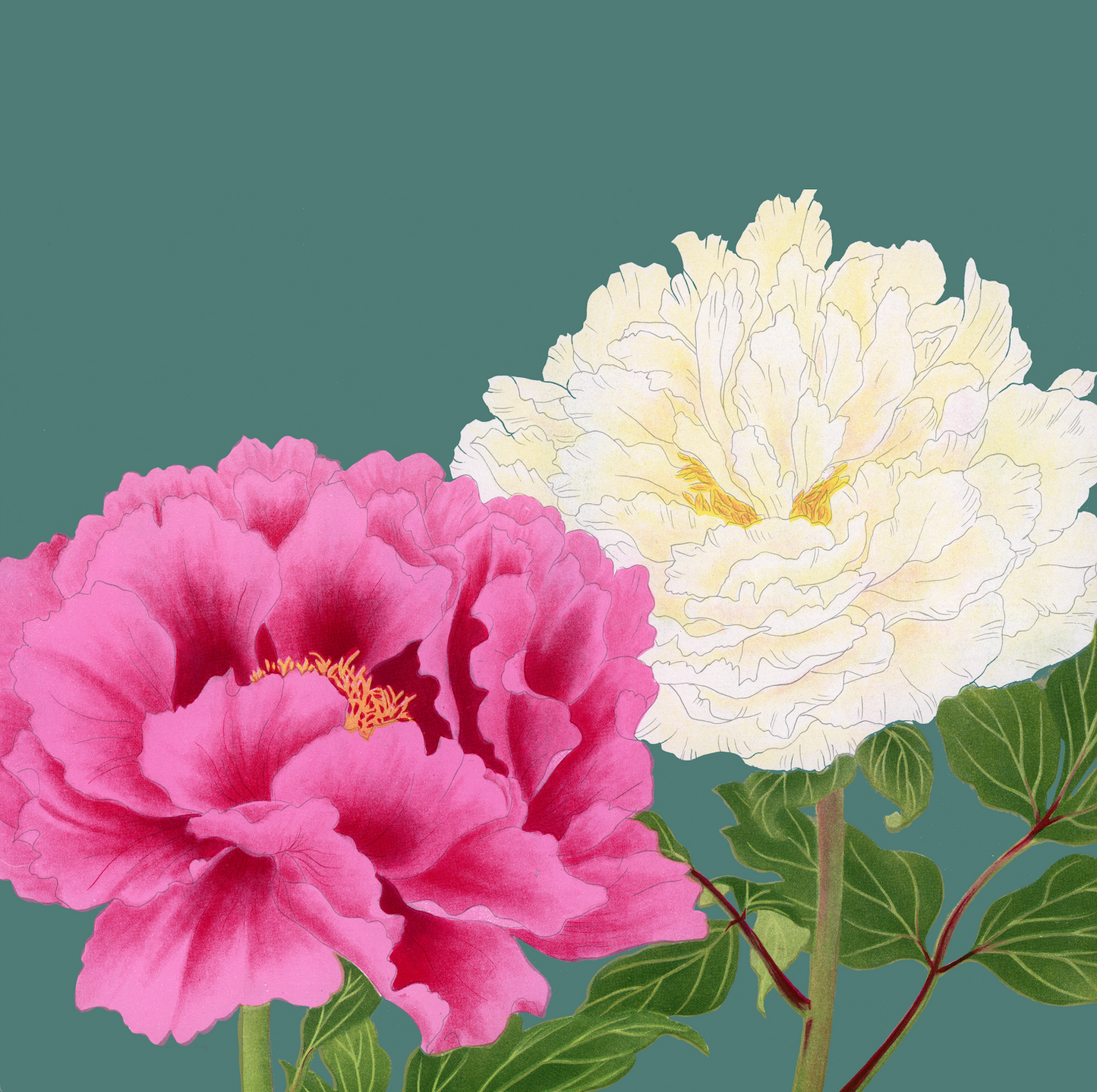 peonies on grey-green background.
