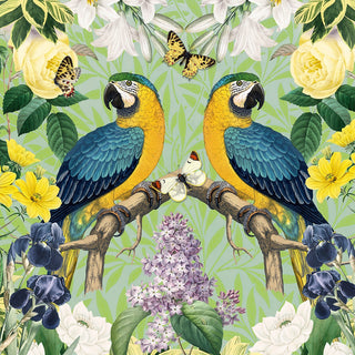 MAFAN001 (Pack of 6)