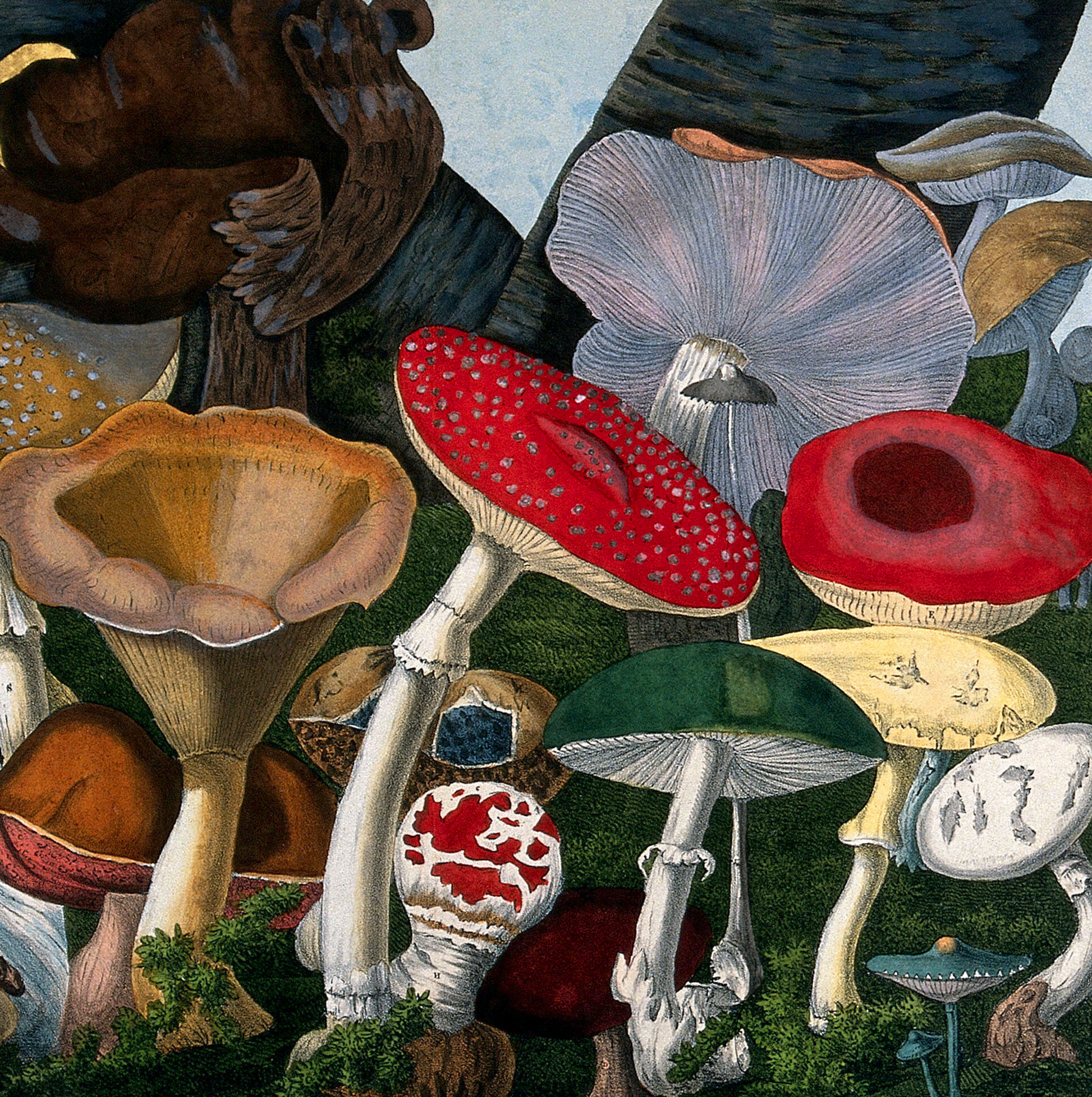 Antique artwork illustration of fly agaric, wild toadstools and fungi