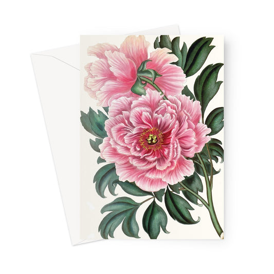 peony flower greetings card, peony greetings card, peony flower card, pink flower greetings card.