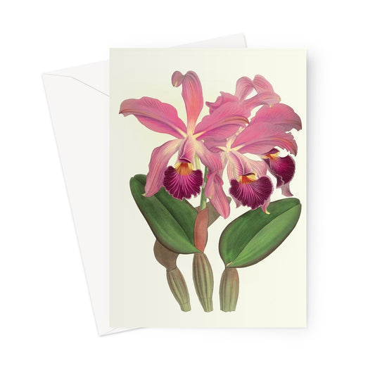 Vintage Iris note card, vintage iris greetings card, floral iris greetings card, flower greetings card.