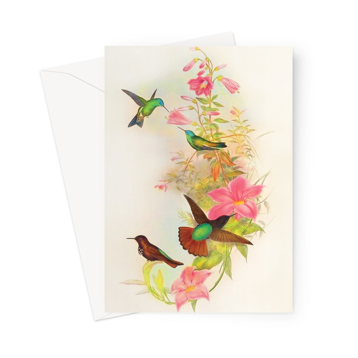 humming bird greetings card