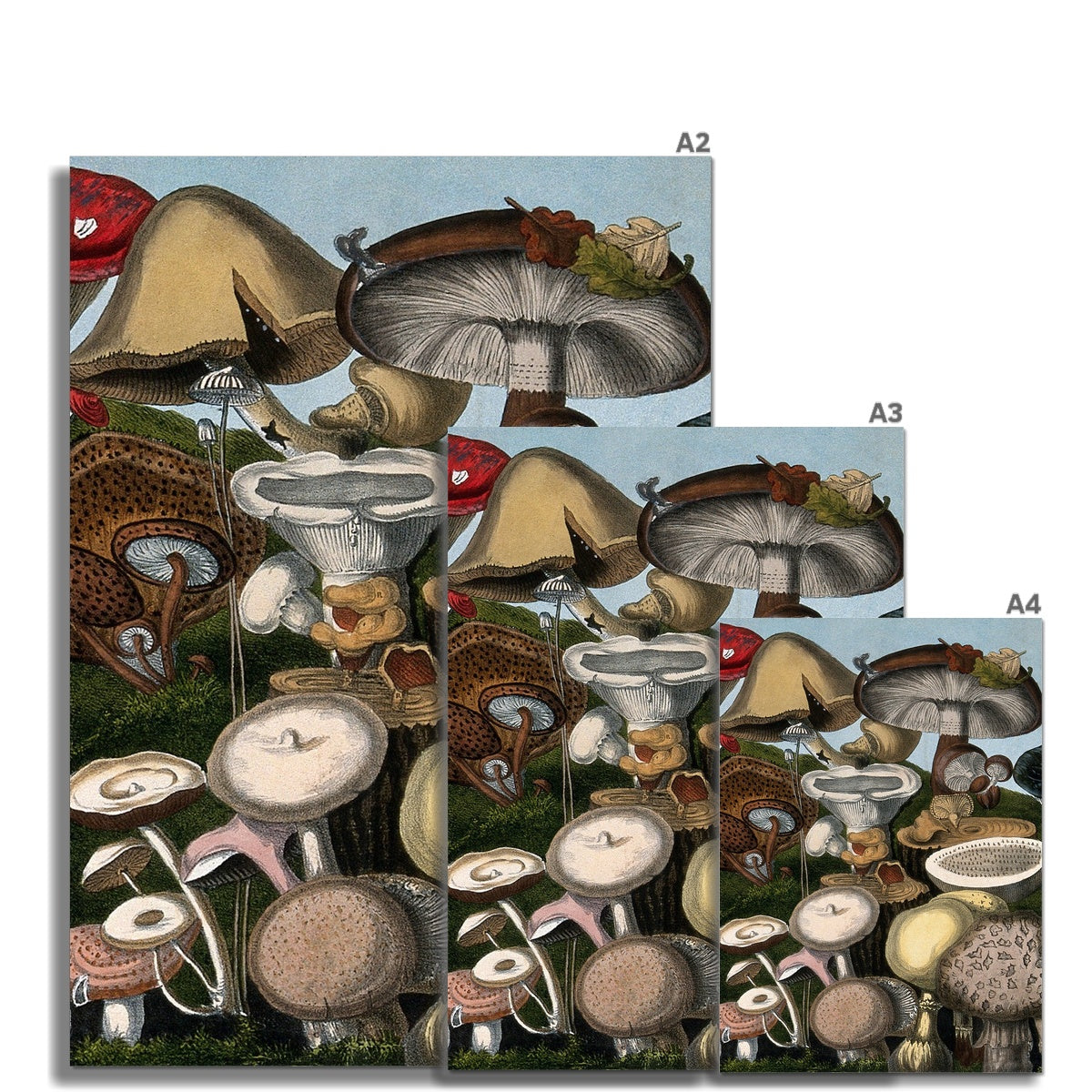 Fungi Fungi 3 Fine Art Print