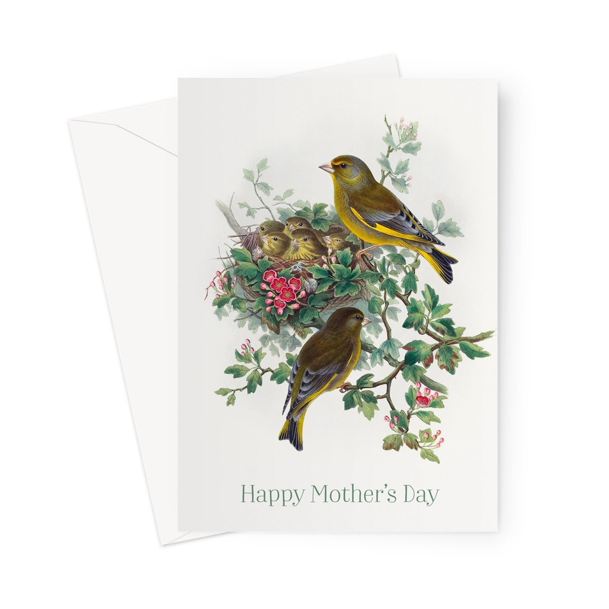 spring Greenfinches greenfinch nest wild british birds greetings cards mother's day mothers day cards nesting birds baby and mummy bird  yellow wildlife wild birds