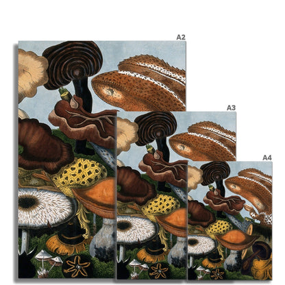 Fungi Fungi 2 Fine Art Print