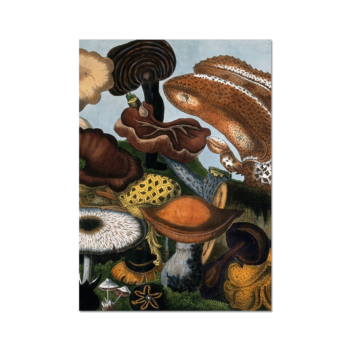 Fungi Fungi 2 Fine Art Print